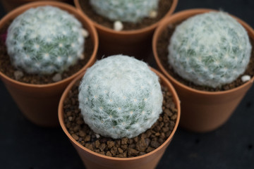 Mammillaria plumosa or Feather Cactus