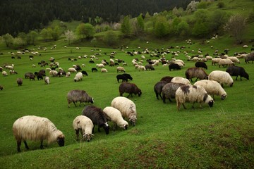 herd of sheep in green meadow. artvin/turkey