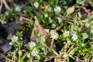 Lawn plant with white tiny flowers.