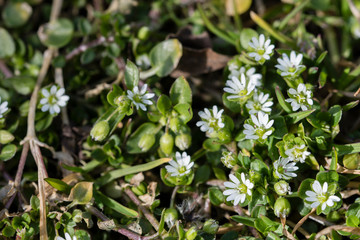 Lawn plant with white tiny flowers.
