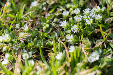 Fototapeta na wymiar Lawn plant with white tiny flowers.