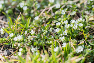 Lawn plant with white tiny flowers.