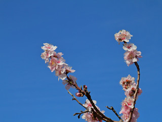 Pfälzer Mandelblüten