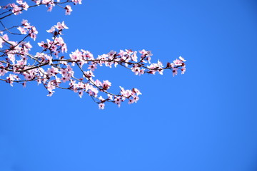 Japanische Zierkirsche - Blütezeit und Banner
