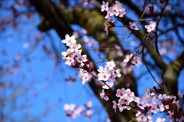 Zierkirschenblüten vor blauen Himmel