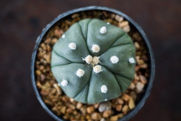 Astrophytum cactus in pot 