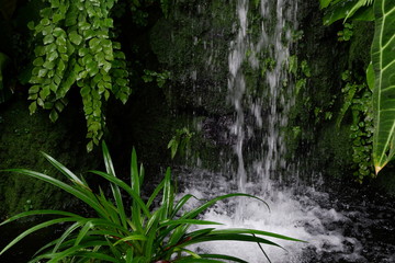 Basin of waterfall in green