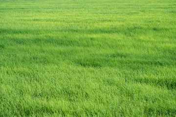 Obraz na płótnie Canvas rice field in early season