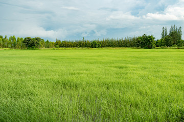 rice field in early season