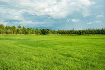 Obraz premium pole ryżowe na początku sezonu