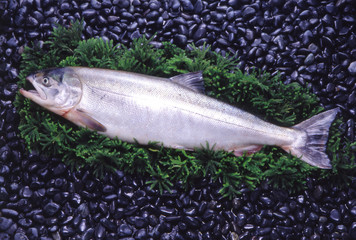 鮭 サケ メジカ