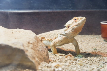 Central bearded dragon beyond a rock
