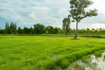Fototapeta na wymiar rice field in early season