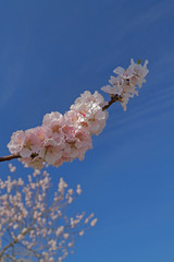 Pfälzer Mandelblüten