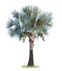 High palm trees (Livistona Rotundifolia or fan palm) with fruit isolated on white background.