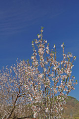 Pfälzer Mandelblüten