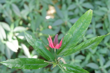 Flower of arabian coffee