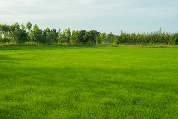 rice field in early season