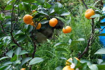 Citrus depressa tree