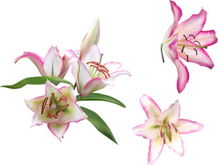 Fototapeta na wymiar isolated light pink lilies flowers