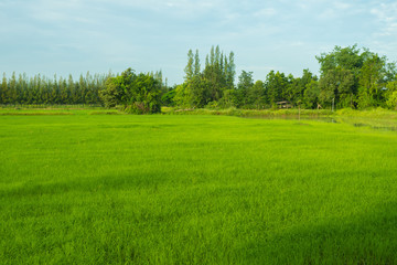 rice field in early season