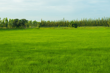 rice field in early season