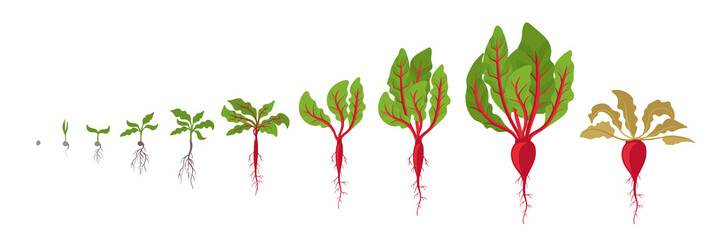 Beet growth stages. Planting of red beetroot plant. Beet taproot life cycle. Vector illustration on white background. Beta vulgaris. - obrazy, fototapety, plakaty