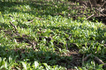 Wild garlic ramson or bear garlic growing in forest in spring. 