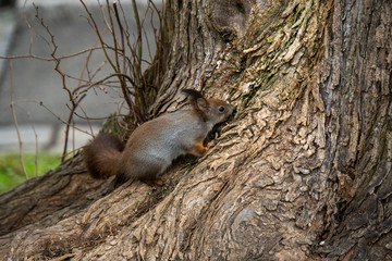 Eichhörnchen auf Baum