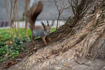 Eichhörnchen auf Baum