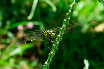 green dragonfly perched on the grass