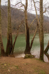 Naklejka premium trees in forest