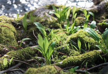 Wild garlic ramson or bear garlic growing in forest in spring. 