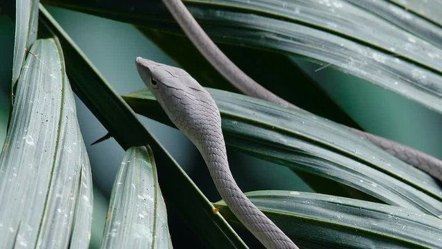 Close Up video - Asian Vine Snake Ahaetulla prasina lies on a tree branchover the river. White morph at Khao Yai National Park.