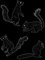 four squirrels outlines isolated on black