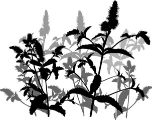 peppermint plant black and grey silhouettes on white