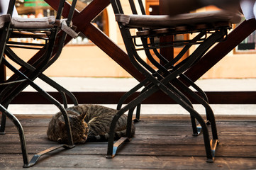 Tabby cat sleeping outside the street garden cafe on a wooden podium among empty tables and chairs. Relax cafe
