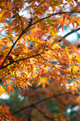 leaves color change Japan autumn season