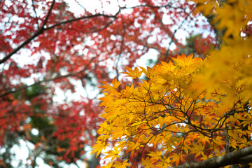 leaves color change Japan autumn season