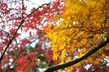 leaves color change Japan autumn season