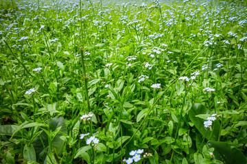 Blue flowers in Nikko botanical garden, Japan