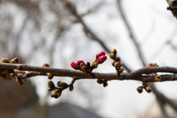 Pink buds of trees. Beautiful nature scene with blooming sakura tree