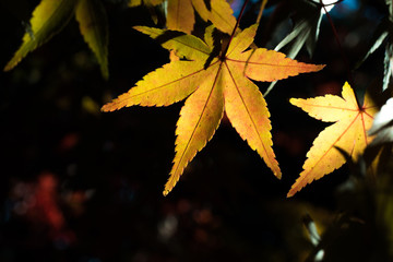 leaves color change Japan autumn season