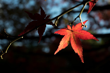 leaves color change Japan autumn season