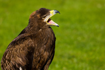 Steppe Eagle (aquil nipalensis)