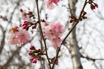 Spring tree with pink flowers. springtime background with pink blossom