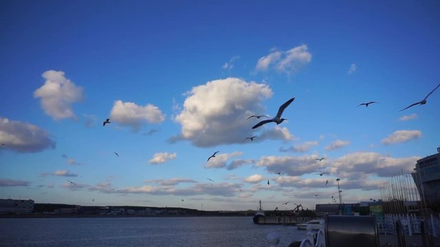 Close encounter with seagulls at the harbour.