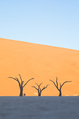 Fototapeta na wymiar Two people are dwarfed against large trees in Deadvlei, Namibia.