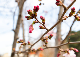 Pink buds of trees. Beautiful nature scene with blooming sakura tree