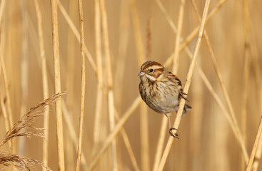 Reed Bunting (emberiza schoeniclus) female in the reeds at Cardiff Bay nature reserve, Cardiff, South Wales, UK